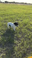 Sara's Girl 1, a female Jack Russell Terrier for sale in Dade City, FL – Photo 5 of 5