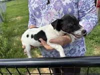 Sandy's boy 1, a male Jack Russell Terrier for sale in Dade City, FL – 5 of 10