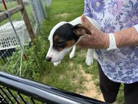 Sandy's girl 1, a female Jack Russell Terrier for sale in Dade City, FL – 2 of 10