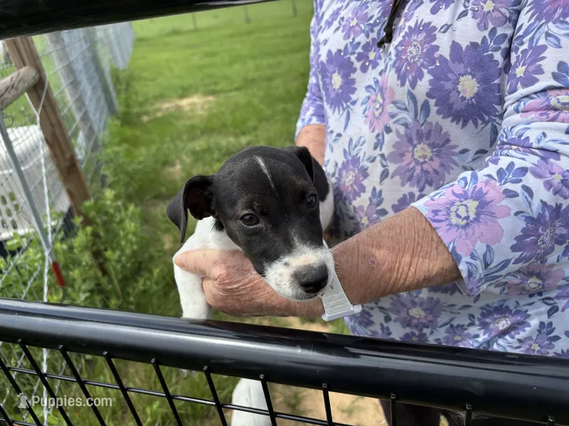 Sandy's boy 1 – Jack Russell Terrier puppy for sale in Dade City, FL