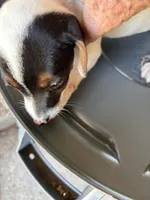 Sandy's girl 2, a female Jack Russell Terrier for sale in Dade City, FL – 2 of 4