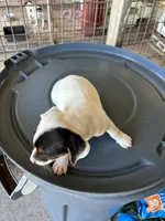 Sandy's girl 2, a female Jack Russell Terrier for sale in Dade City, FL – 3 of 4
