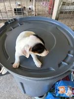 Sandy's girl 2, a female Jack Russell Terrier for sale in Dade City, FL – 4 of 4