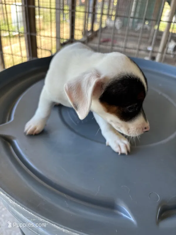Sandy's girl 2 – Jack Russell Terrier puppy for sale in Dade City, FL
