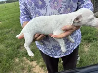 Sandy's girl 1, a female Jack Russell Terrier for sale in Dade City, FL – 3 of 10