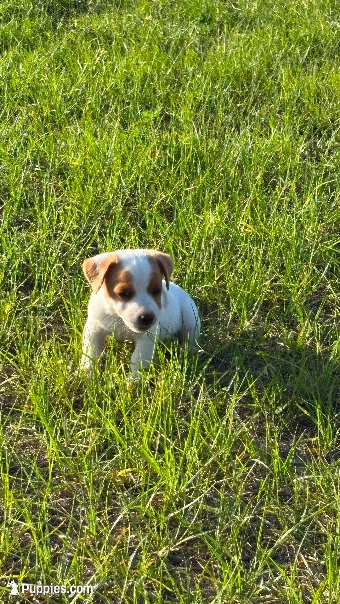 Sara's Boy 1, a male Jack Russell Terrier for sale in Dade City, FL – Photo 1 of 4