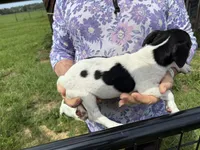 Sandy's boy 1, a male Jack Russell Terrier for sale in Dade City, FL – 4 of 10