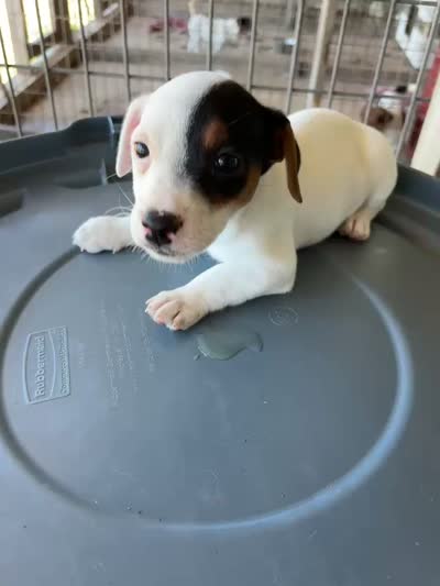 Sandy's girl 1, a female Jack Russell Terrier for sale in Dade City, FL – 5 of 5