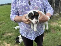 Sandy's girl 2, a female Jack Russell Terrier for sale in Dade City, FL – 2 of 9