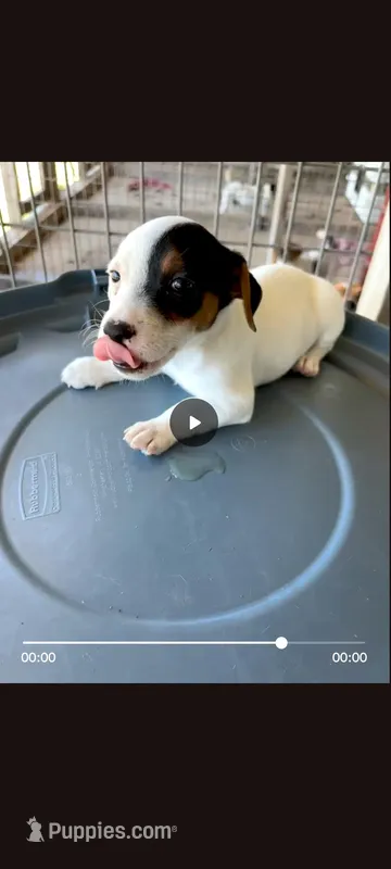 Sandy's girl 1, a female Jack Russell Terrier for sale in Dade City, FL – 1 of 5