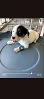 Sandy's girl 1, a female Jack Russell Terrier for sale in Dade City, FL – 1 of 5