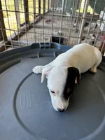 Sandy's girl 1, a female Jack Russell Terrier for sale in Dade City, FL – 4 of 5