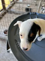 Sandy's girl 1, a female Jack Russell Terrier for sale in Dade City, FL – 2 of 5