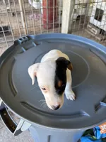 Sandy's girl 1, a female Jack Russell Terrier for sale in Dade City, FL – 3 of 5
