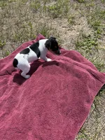 Stella's girl 1, a female Jack Russell Terrier for sale in Dade City, FL – Photo 3 of 3