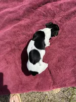 Stella's girl 1, a female Jack Russell Terrier for sale in Dade City, FL – Photo 2 of 3