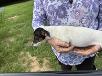 Sandy's girl 2, a female Jack Russell Terrier for sale in Dade City, FL – 5 of 9