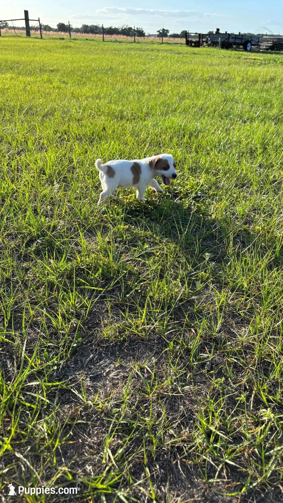 Sara's Boy 1, a male Jack Russell Terrier for sale in Dade City, FL – Photo 4 of 4