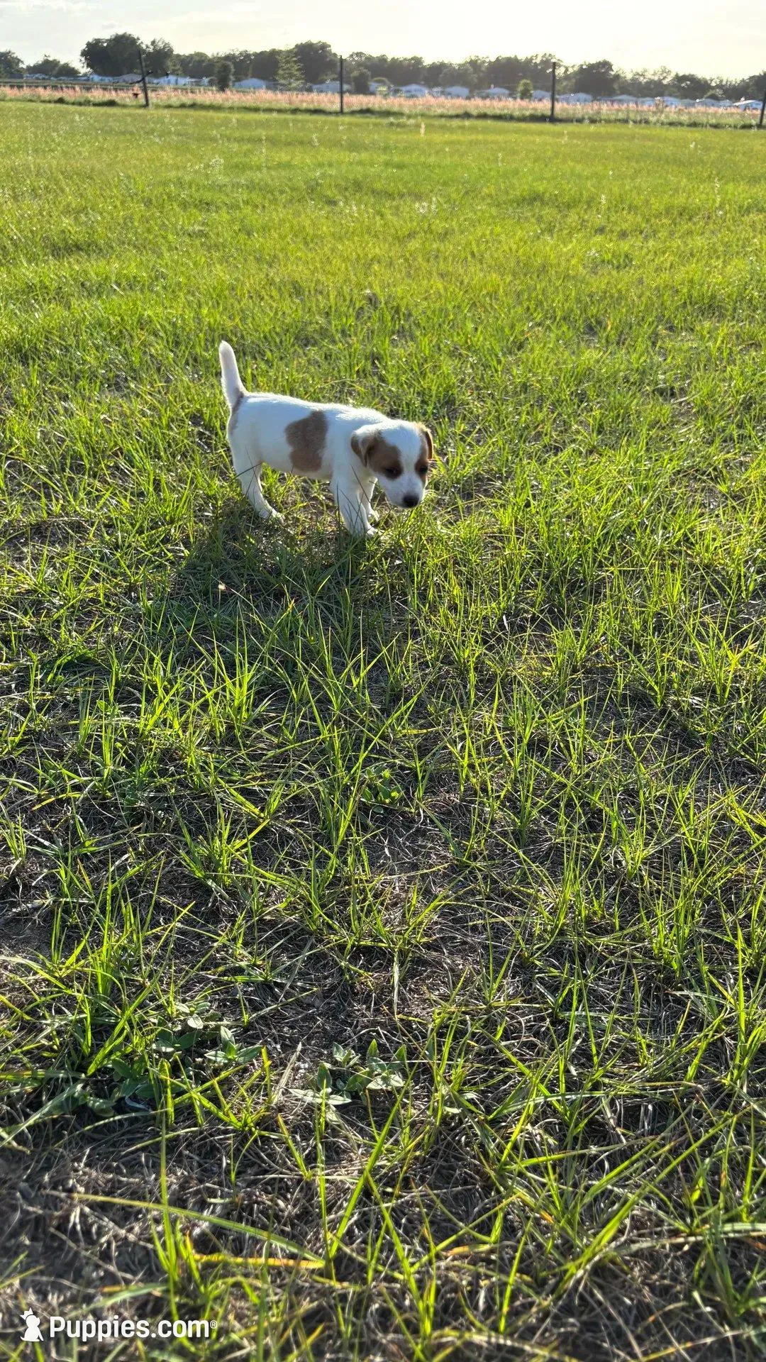 Sara's Boy 1, a male Jack Russell Terrier for sale in Dade City, FL – Photo 2 of 4
