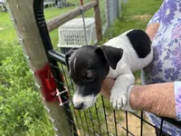 Sandy's boy 1, a male Jack Russell Terrier for sale in Dade City, FL – 3 of 10