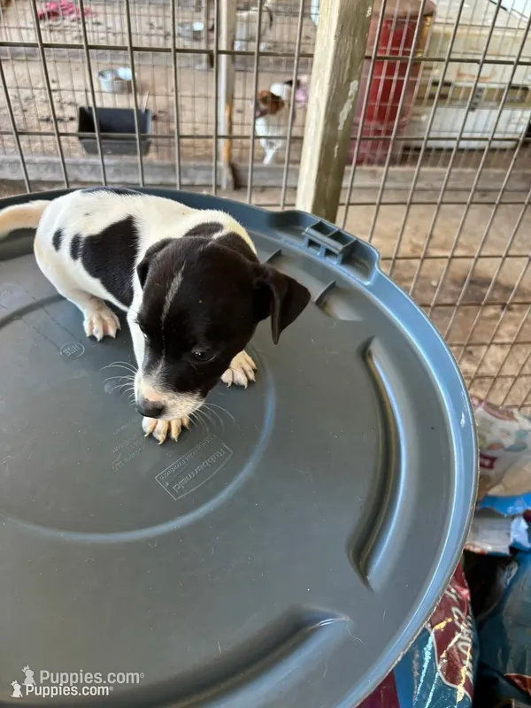 Sandy's boy 1 – Jack Russell Terrier puppy for sale in Dade City, FL