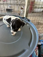 Sandy's boy 1, a male Jack Russell Terrier for sale in Dade City, FL – 2 of 7