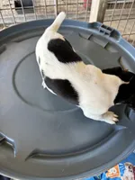 Sandy's boy 1, a male Jack Russell Terrier for sale in Dade City, FL – 5 of 7