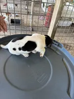 Sandy's boy 1, a male Jack Russell Terrier for sale in Dade City, FL – 6 of 7