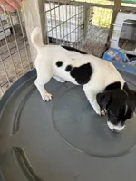 Sandy's boy 1, a male Jack Russell Terrier for sale in Dade City, FL – 7 of 7