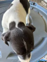 Sandy's boy 1, a male Jack Russell Terrier for sale in Dade City, FL – 4 of 7