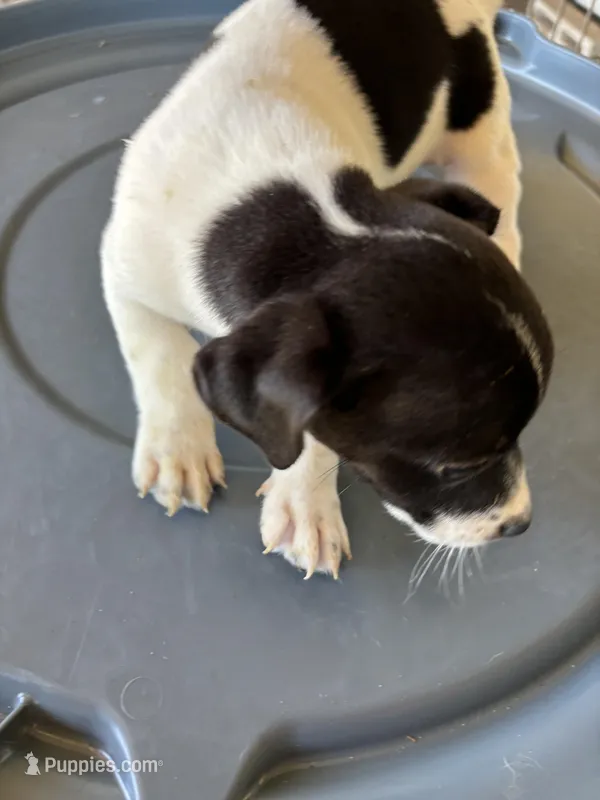 Sandy's boy 1 – Jack Russell Terrier puppy for sale in Dade City, FL