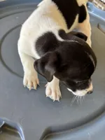 Sandy's boy 1, a male Jack Russell Terrier for sale in Dade City, FL – 1 of 7