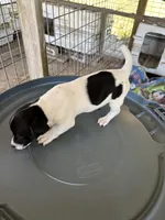 Sandy's boy 1, a male Jack Russell Terrier for sale in Dade City, FL – 3 of 7
