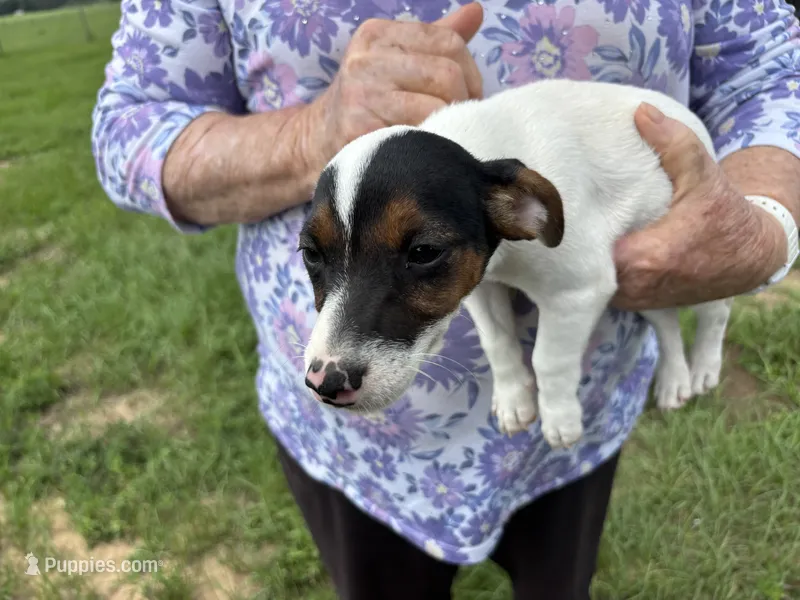 Sandy's girl 2 – Jack Russell Terrier puppy for sale in Dade City, FL