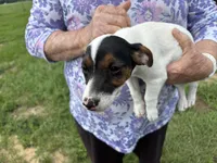 Sandy's girl 2, a female Jack Russell Terrier for sale in Dade City, FL – 1 of 9