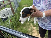 Sandy's girl 1, a female Jack Russell Terrier for sale in Dade City, FL – 4 of 10