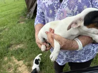 Sandy's girl 2, a female Jack Russell Terrier for sale in Dade City, FL – 4 of 9