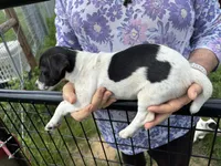 Sandy's boy 1, a male Jack Russell Terrier for sale in Dade City, FL – 2 of 10