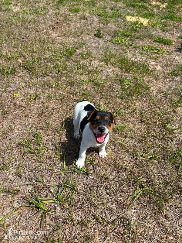 Stella's girl 1 – Jack Russell Terrier puppy for sale in Dade City, FL
