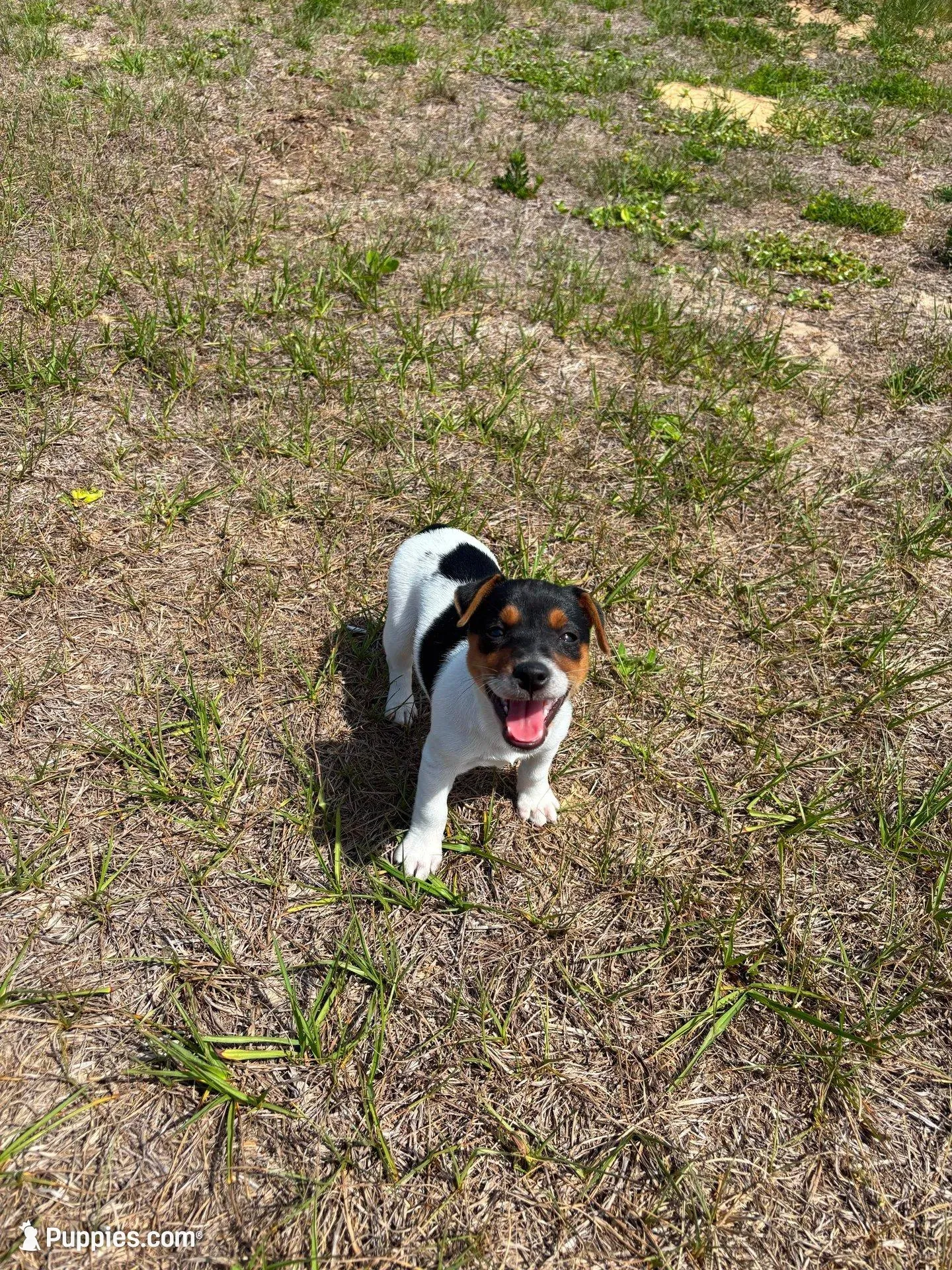 Stella's girl 1, a female Jack Russell Terrier for sale in Dade City, FL – Photo 1 of 3