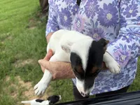 Sandy's girl 2, a female Jack Russell Terrier for sale in Dade City, FL – 3 of 9