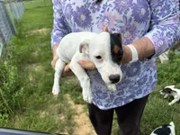 Sandy's girl 1, a female Jack Russell Terrier for sale in Dade City, FL – 5 of 10