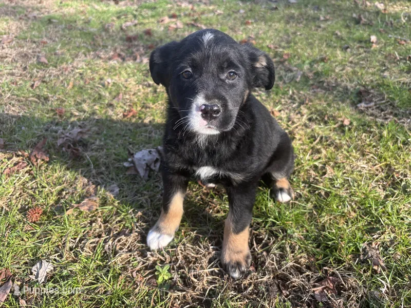 Socks – Rottweiler, Labrador Retriever puppy for sale in Vincentown, NJ