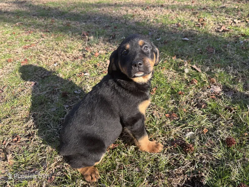 Sissy – Rottweiler, Labrador Retriever puppy for sale in Vincentown, NJ