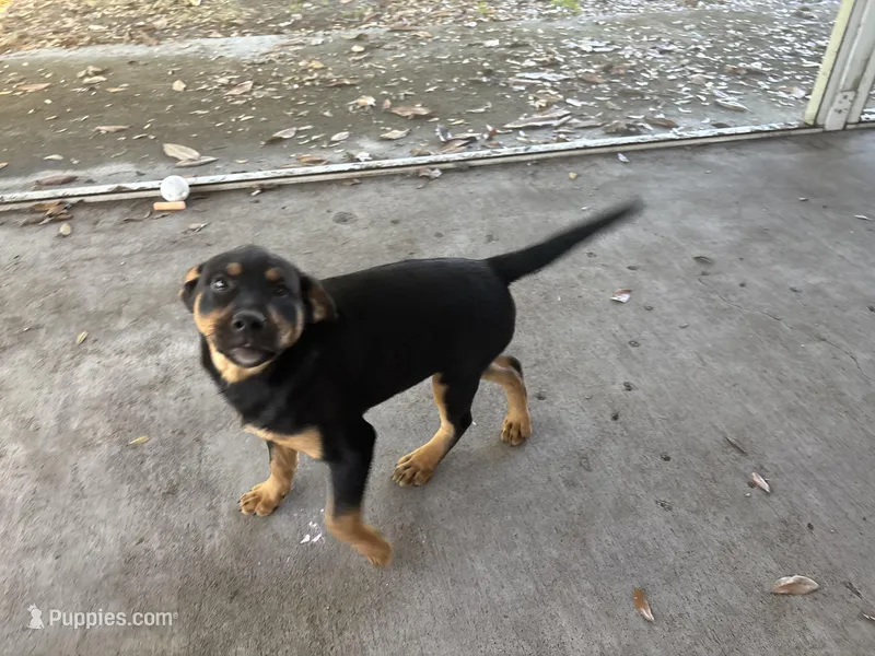 Sissy – Rottweiler, Labrador Retriever puppy for sale in Vincentown, NJ