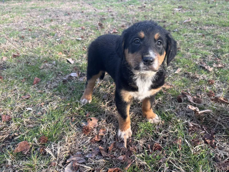 Waldo – Rottweiler, Labrador Retriever puppy for sale in Vincentown, NJ