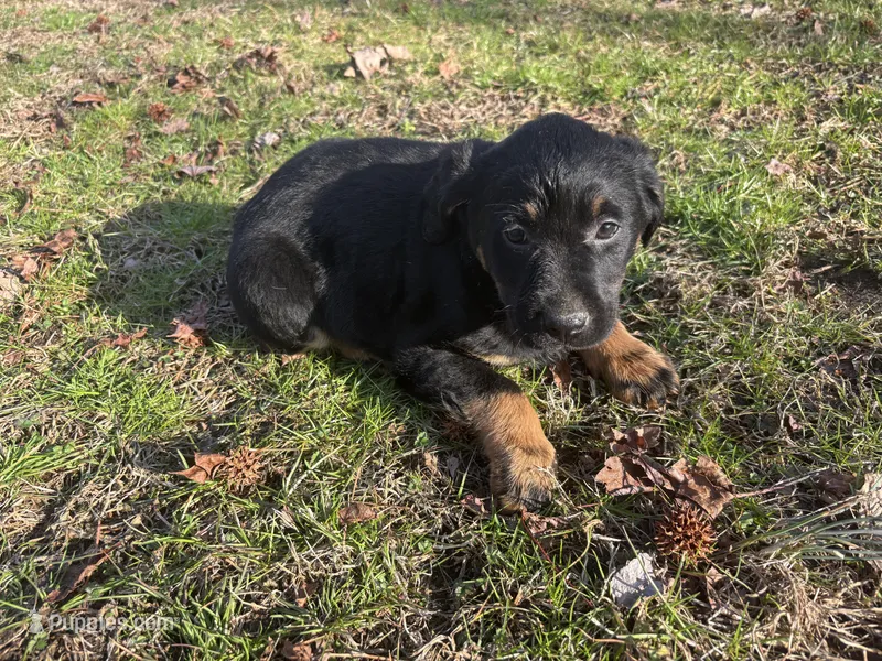 Tiger, a male Rottweiler and Labrador Retriever for sale in Vincentown, NJ – Photo 1 of 1