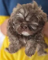 Liver Imperial Teacup Shih-zhu Girl , a female Shih Tzu for sale in Oneonta, AL – 7 of 10