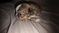 #4 Teacup Imperial Shih-zhu Liver Female, a female Shih Tzu for sale in Oneonta, AL – 10 of 10