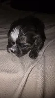 #2 Teacup Imperial Shih-zhu Male, a male Shih Tzu for sale in Oneonta, AL – 7 of 8